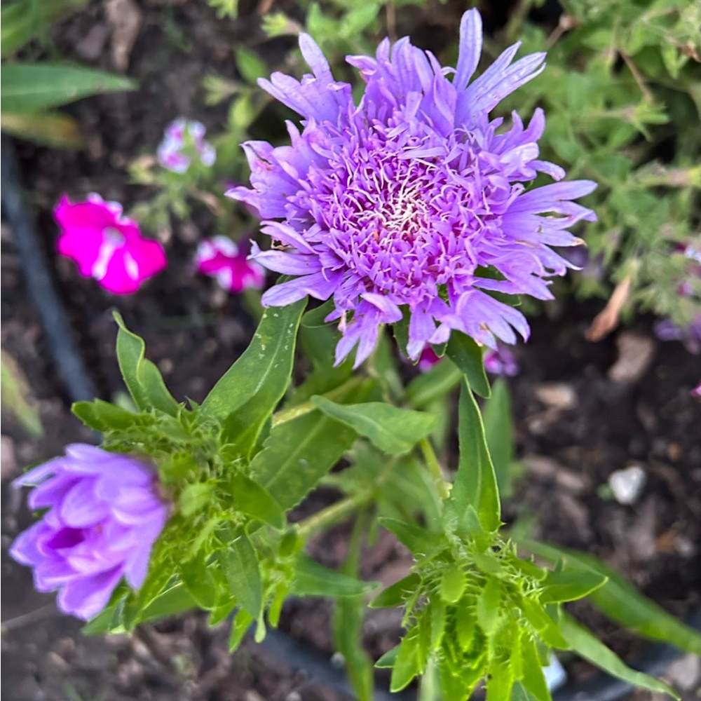 Stokes Aster (Stokesia laevis)